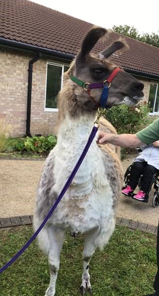 Llamas visit Franklyn Hospital in Exeter