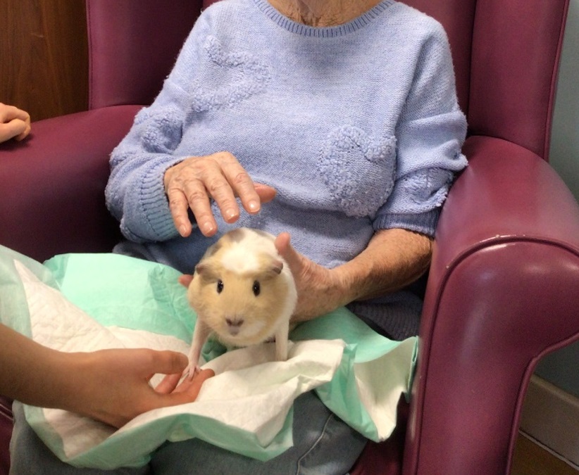 Guinea pig visit at Franklyn Hospital